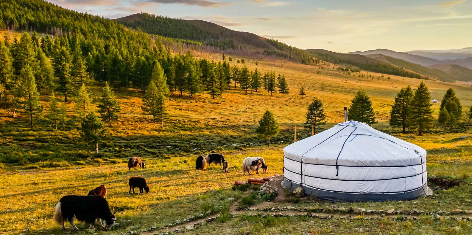 yurt-kuda-dan-kehidupan-nomaden-cerita-dari-mongolia